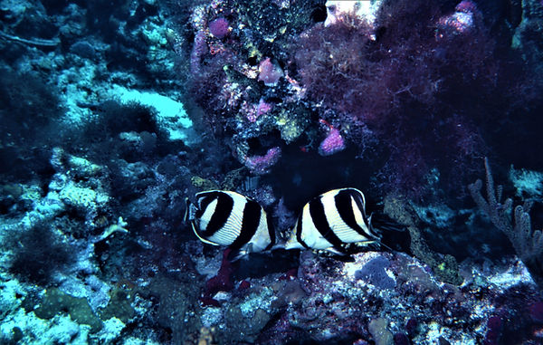 Butterfly Fish, too | underwater | underwater life | underwater photography | underwater world | undersea | undersea life | undersea world | florida keys | florida keys life | nature | nature photography | uw photography | diving photography | scuba diving photos | scuba diving magazine | diving magazine | coral | coral reef | diver |