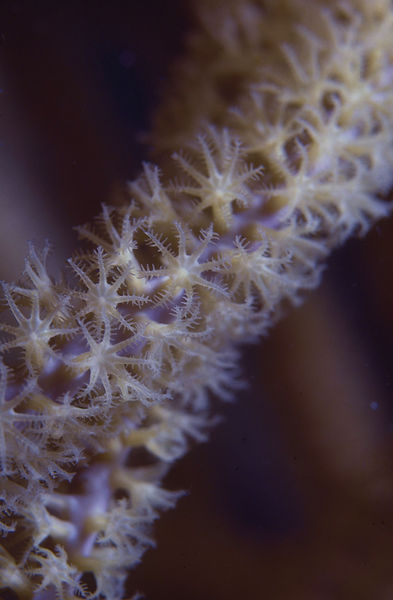 Seeing Stars | star polyps in beiges and reddish brown background | | underwater | underwater life | underwater photography | underwater world | undersea | undersea life | undersea world | florida keys | florida keys life | nature | nature photography | uw photography | diving photography | scuba diving photos | scuba diving magazine | diving magazine | coral | coral reef | diver |