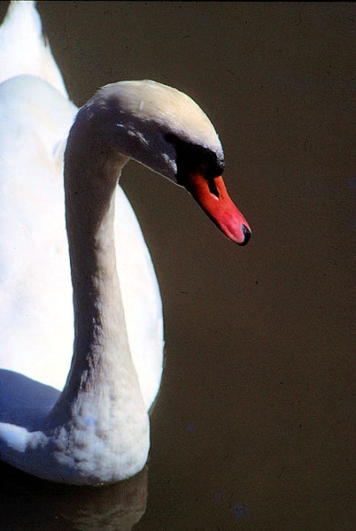 Swan| Swan swimming against brown background|zoovisit|zoo|swan