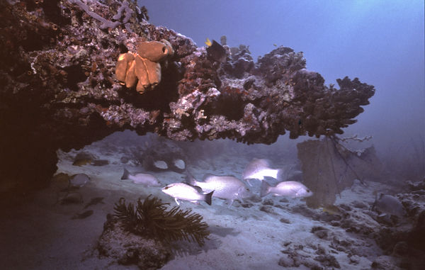 | underwater | underwater life | underwater photography | underwater world | undersea | undersea life | undersea world | florida keys | florida keys life | nature | nature photography | uw photography | diving photography | scuba diving photos | scuba diving magazine | diving magazine | coral | coral reef | diver