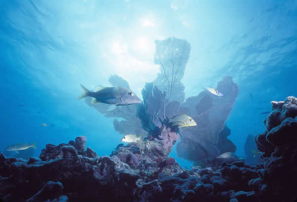 Sea Fan Glory 2 | sea fan with sun halo and blue background with several fish in foreground | underwater | underwater life | underwater photography | underwater world | undersea | undersea life | undersea world | florida keys | florida keys life | nature | nature photography | uw photography | diving photography | scuba diving photos | scuba diving magazine | diving magazine | coral | coral reef | diver |