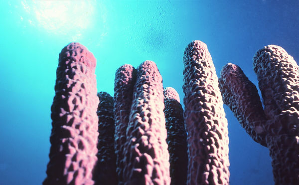 | underwater | underwater life | underwater photography | underwater world | undersea | undersea life | undersea world | florida keys | florida keys life | nature | nature photography | uw photography | diving photography | scuba diving photos | scuba diving magazine | diving magazine | coral | coral reef