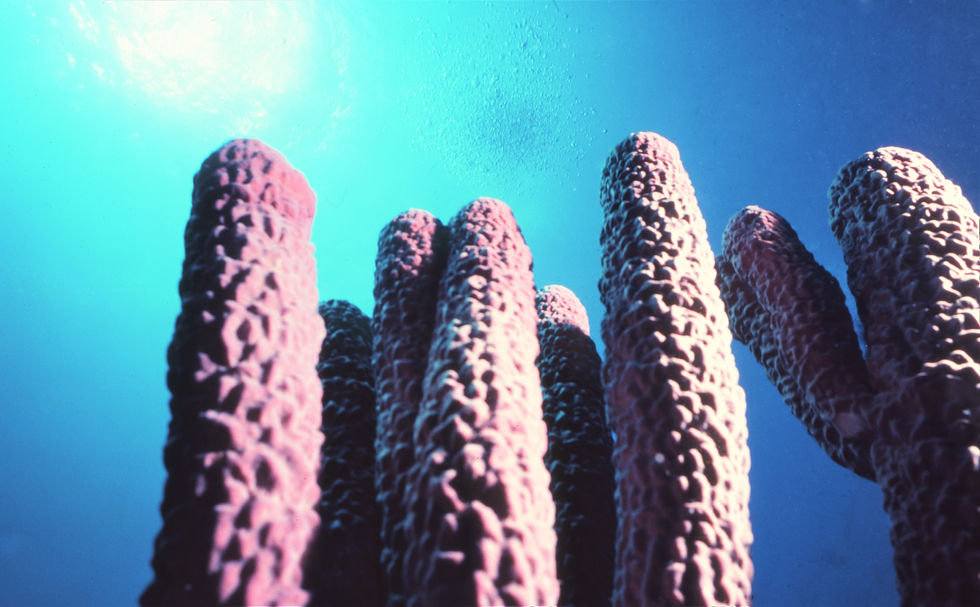 | underwater | underwater life | underwater photography | underwater world | undersea | undersea life | undersea world | florida keys | florida keys life | nature | nature photography | uw photography | diving photography | scuba diving photos | scuba diving magazine | diving magazine | coral | coral reef