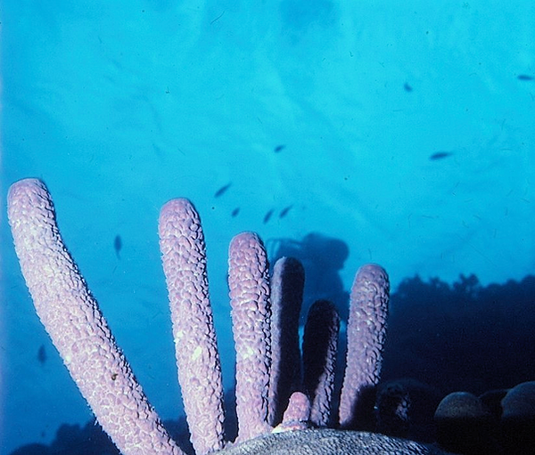 First In | tube sponges, a diver and fish shadows on the reef | underwater photography | underwater world | tube sponges | reef life
