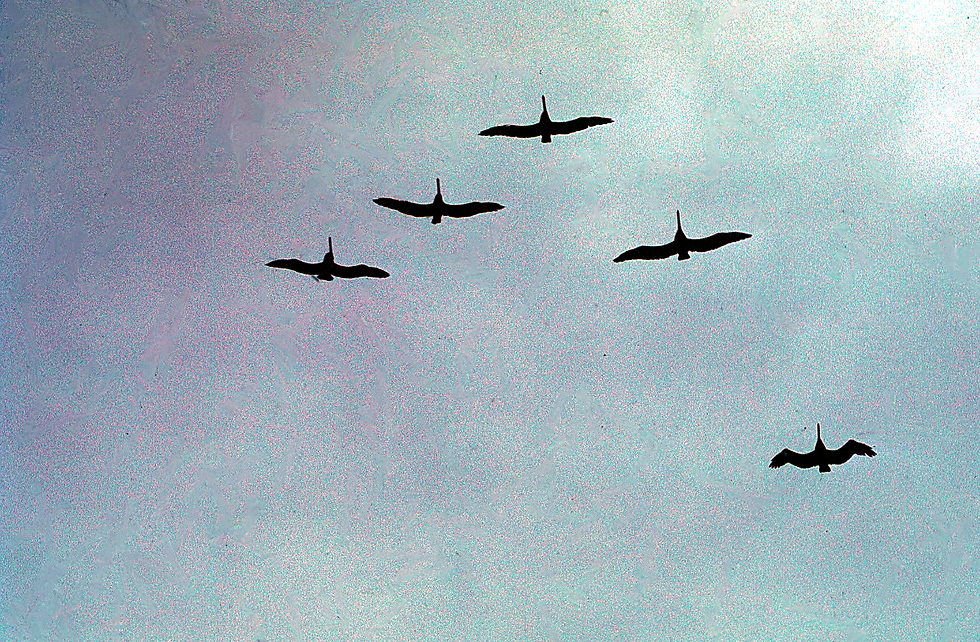 In Flight