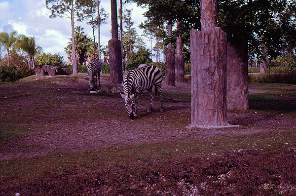 Zebras in the Woods| two zebras enjoying grazing |zoovisit|zoo|zebra