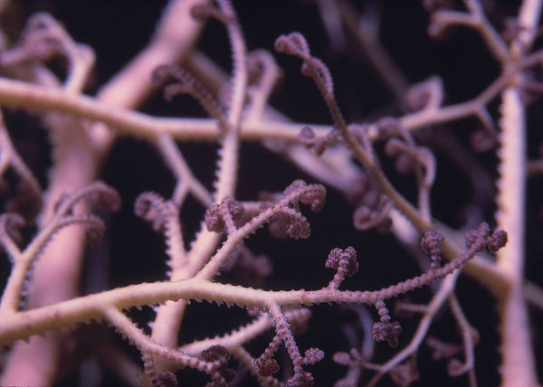 New Beginnings | Soft coral polyps in beige and browns | underwater | underwater life | underwater photography | underwater world | undersea | undersea life | undersea world | florida keys | florida keys life | nature | nature photography | uw photography | diving photography | scuba diving photos | scuba diving magazine | diving magazine | coral | coral reef | diver |