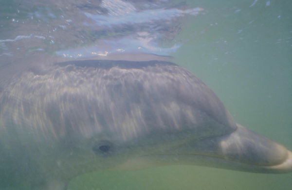 Soft Dolphin| dolphin profile close-up | underwater | underwater life | underwater photography | underwater world | undersea | undersea life | undersea world | florida keys | florida keys life | nature | nature photography | uw photography | diving photography | scuba diving photos | scuba diving magazine | diving magazine | coral | coral reef | diver |
