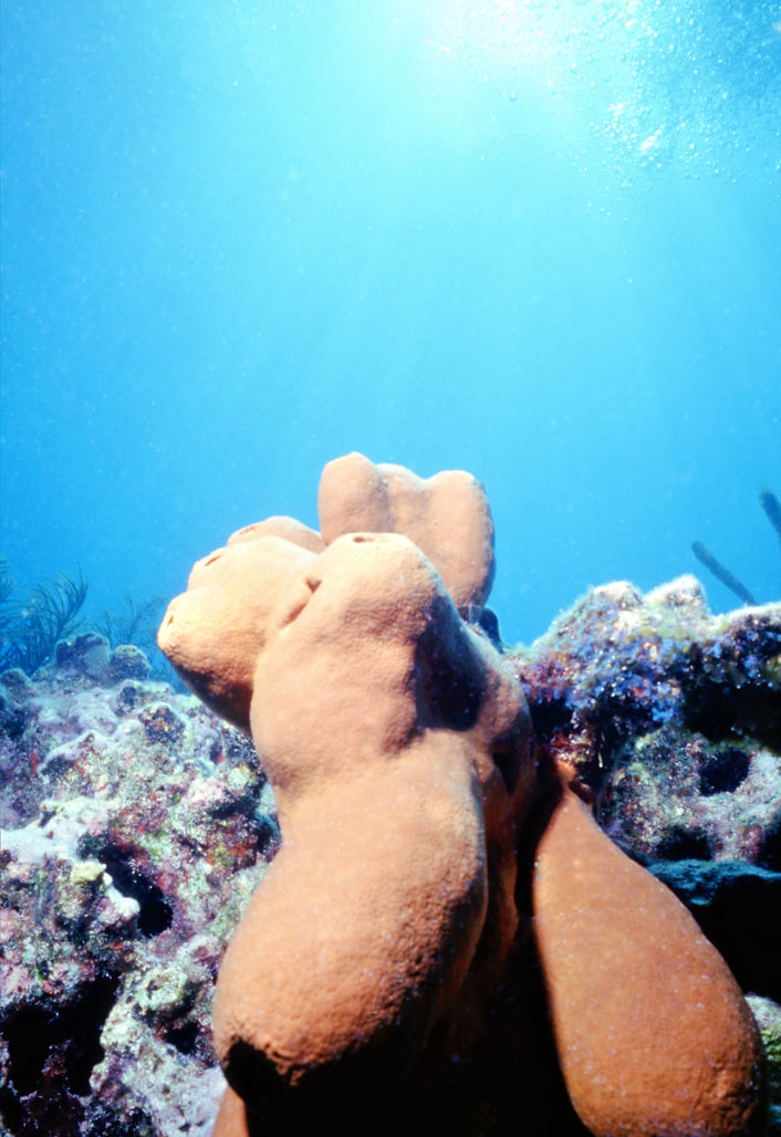 | underwater | underwater life | underwater photography | underwater world | undersea | undersea life | undersea world | florida keys | florida keys life | nature | nature photography | uw photography | diving photography | scuba diving photos | scuba diving magazine | diving magazine | sponge | blue