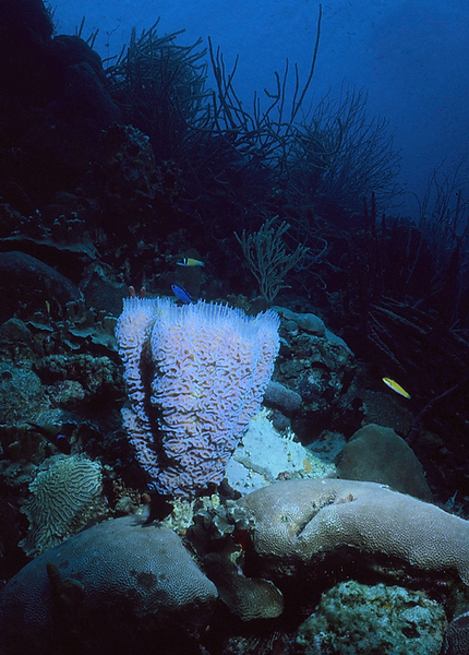 Sponge Beauty | beautiful large sponge with lace on top on the coral reef || underwater | underwater life | underwater photography | underwater world | undersea | undersea life | undersea world | florida keys | florida keys life | nature | nature photography | uw photography | diving photography | scuba diving photos | scuba diving magazine | diving magazine | coral | coral reef | diver |