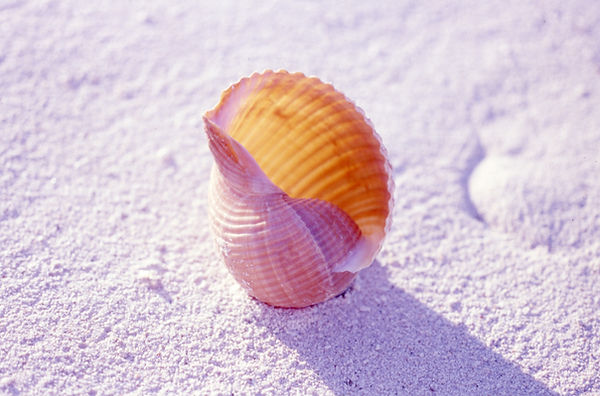 | underwater | underwater life | underwater photography | underwater world | undersea | undersea life | undersea world | florida keys | florida keys life | nature | nature photography | uw photography | diving photography | scuba diving photos | scuba diving magazine | diving magazine | coral | coral reef | diver | shell