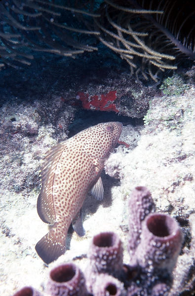 Rock Hind Grouper | spotted grouper on coral reef in earth tones| underwater