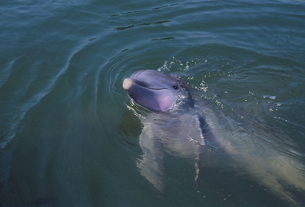 Til We Meet Again | solo dolphin with pink highlights | underwater | underwater life | underwater photography | underwater world | undersea | undersea life | undersea world | florida keys | florida keys life | nature | nature photography | uw photography | diving photography | scuba diving photos | scuba diving magazine | diving magazine | coral | coral reef | diver |