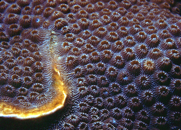 What is This? | a possible golden worm on coral polyps | underwater photography #underwater world | underwater life | coral reef | reef life | salt life
