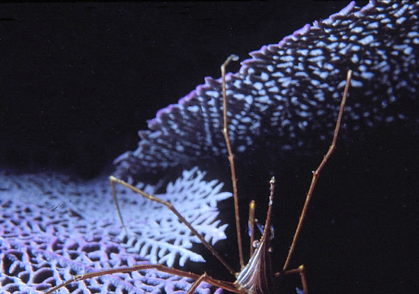 Brave New World | arrow crab on sea fan with black background| underwater | underwater life | underwater photography | underwater world | undersea | undersea life | undersea world | florida keys | florida keys life | nature | nature photography | uw photography | diving photography | scuba diving photos | scuba diving magazine | diving magazine | coral | coral reef | diver |