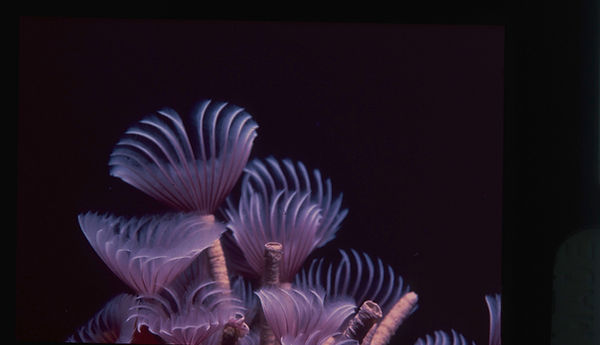 Feather Dusters | feather duster worms light purples against dark blue background| underwater | underwater life | underwater photography | underwater world | undersea | undersea life | undersea world | florida keys | florida keys life | nature | nature photography | uw photography | diving photography | scuba diving photos | scuba diving magazine | diving magazine | coral | coral reef | diver |