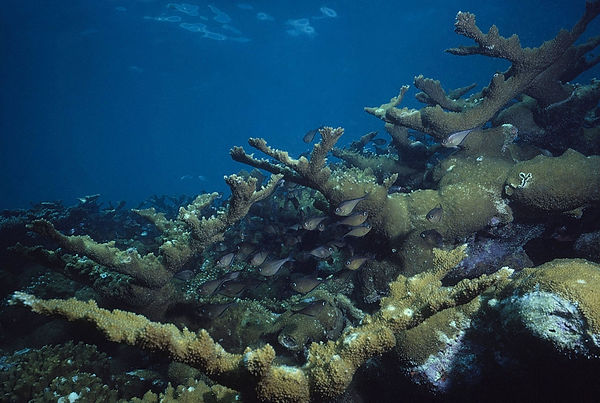 Staghorn Coral | school of fish in the staghorn coral of the Florida Keys| underwater | underwater life | underwater photography | underwater world | undersea | undersea life | undersea world | florida keys | florida keys life | nature | nature photography | uw photography | diving photography | scuba diving photos | scuba diving magazine | diving magazine | coral | coral reef | diver |