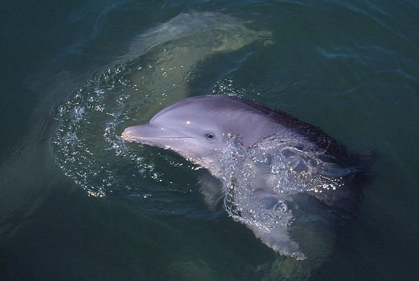 Dolphin Buddies | dolphins playing in water | underwater life | underwater photography | underwater world | undersea | undersea life | undersea world | florida keys | florida keys life | nature | nature photography | uw photography | diving photography | scuba diving photos | scuba diving magazine | diving magazine | coral | coral reef | diver |