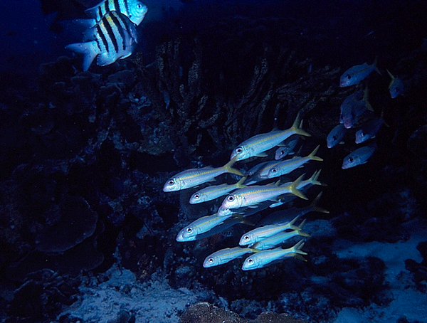 Tropical fish on the reef! underwater photography | underwater world | reef life