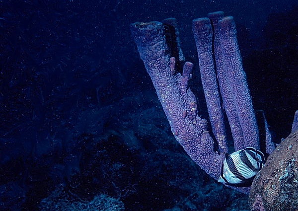Dark and Scary | little butterfly fish swimming in the dark waters along the reef with a backdrop of purple tube sponge | underwater photography | underwater world | butterfly fish | coral reef conservation