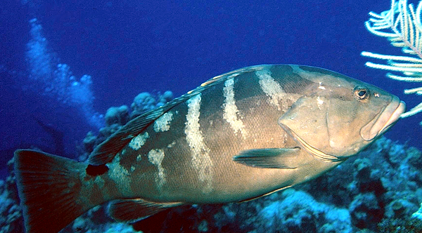 Grouper Close-up |grouper up close and personal with deep blue and coral background | underwater | underwater life | underwater photography | underwater world | undersea | undersea life | undersea world | florida keys | florida keys life | nature | nature photography | uw photography | diving photography | scuba diving photos | scuba diving magazine | diving magazine | coral | coral reef | diver |