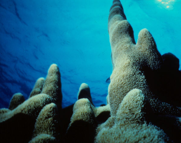 Coral Towers | coral towers looking up to the sky| underwater photography | underwater world | coral towers