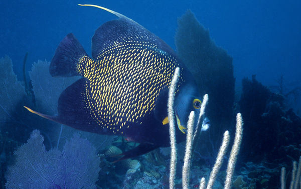 Hello, Angel | underwater | underwater life | underwater photography | underwater world | undersea | undersea life | undersea world | florida keys | florida keys life | nature | nature photography | uw photography | diving photography | scuba diving photos | scuba diving magazine | diving magazine | coral | coral reef | diver |