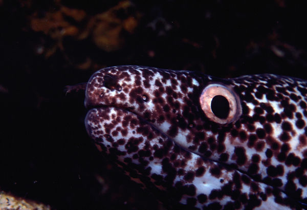 Mr. Moray | close up shot of a moray eel with his spots and golden eye | underwater world | underwater photography | moray eel