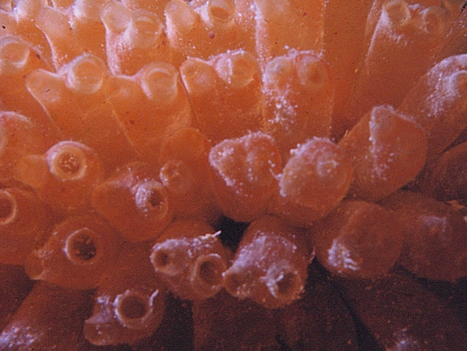 Sea Squirts