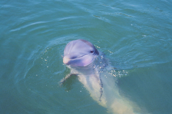 Inviting Dolphin | dolphin in turquoise water inviting us to join him| underwater | underwater life | underwater photography | underwater world | undersea | undersea life | undersea world | florida keys | florida keys life | nature | nature photography | uw photography | diving photography | scuba diving photos | scuba diving magazine | diving magazine | coral | coral reef | diver |