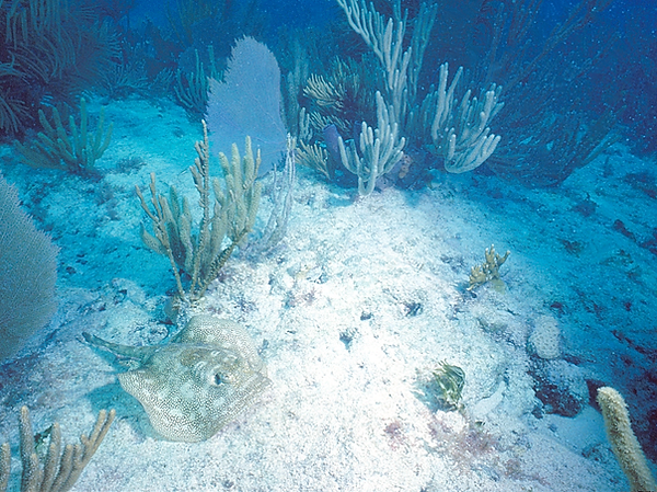 Sea Skate | a sea skate skating along the ocean floor | underwater photography | underwater world | underwater life | coral reef | sea skates | reef life | salt life