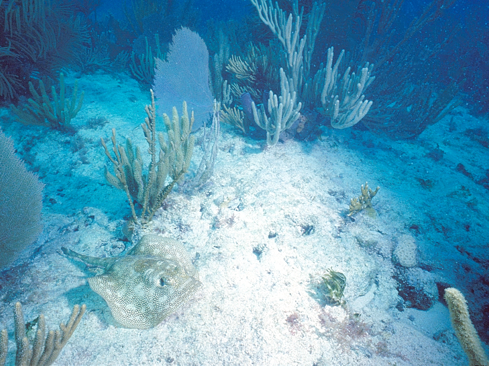 Sea Skate | a sea skate skating along the ocean floor | underwater photography | underwater world | underwater life | coral reef | sea skates | reef life | salt life 