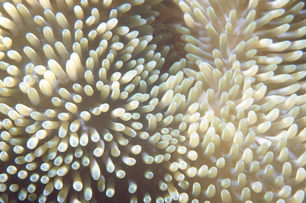 Anemone Monday | underwater photography | underwater life | underwater world | anemone | reef life | salt life