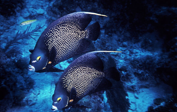 Angel Duo | angel fish | underwater | underwater life | underwater photography | underwater world | undersea | undersea life | undersea world | florida keys | florida keys life | nature | nature photography | uw photography | diving photography | scuba diving photos | scuba diving magazine | diving magazine | coral | coral reef | diver |