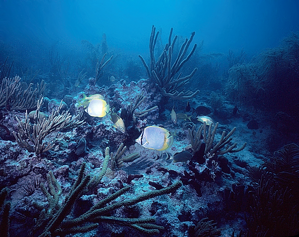 Calm sea | two butterflyfish swimming amongst the soft corals on the reef | underwater photography | underwater world | calm seas | reef life