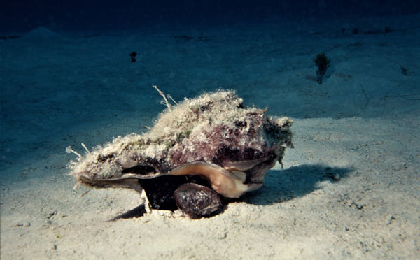 | underwater | underwater life | underwater photography | underwater world | undersea | undersea life | undersea world | florida keys | florida keys life | nature | nature photography | uw photography | diving photography | scuba diving photos | scuba diving magazine | diving magazine | coral | coral reef |diver | hermit house