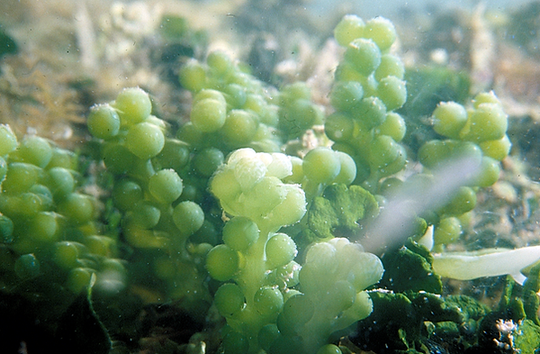Sea Grapes | a shot of sea grapes seaweed| underwater photography | underwater world | underwater life | sea grapes | reef life | salt life