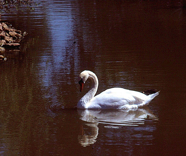 Serenity| lovely swan gliding across the pond | zoovisit|zoo|swan
