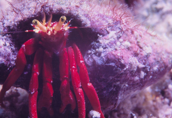 Hangin" Out | hermit crab in bright red hanging out of his shell| | underwater | underwater life | underwater photography | underwater world | undersea | undersea life | undersea world | florida keys | florida keys life | nature | nature photography | uw photography | diving photography | scuba diving photos | scuba diving magazine | diving magazine | coral | coral reef | diver |