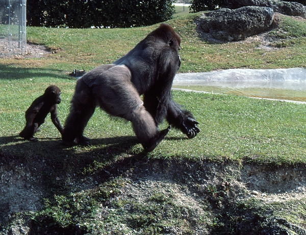 Follow Me!|silver-back gorilla with baby out for a walk |zoovisit|zoo|gorilla