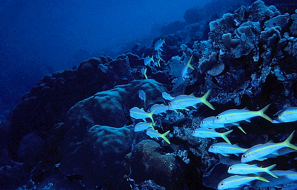 Yellowtail School | a school of yellowtail snapper on the reef| underwater photography | underwater world | reef life