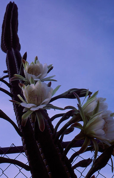 Peruvian Apple Cactus| flowering, fruit bearing cactus against a blue sky|flowers |nature