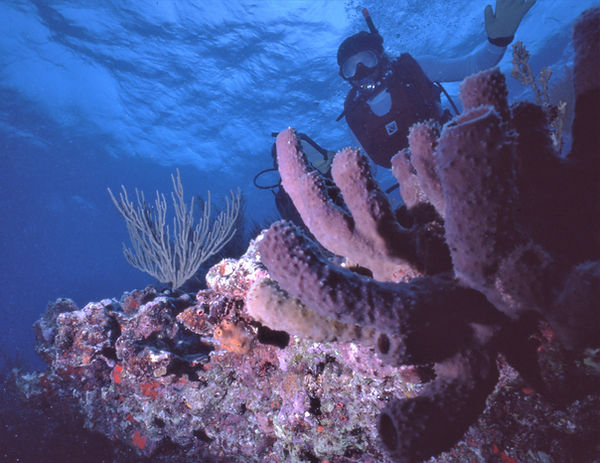 | underwater | underwater life | underwater photography | underwater world | undersea | undersea life | undersea world | florida keys | florida keys life | nature | nature photography | uw photography | diving photography | scuba diving photos | scuba diving magazine | diving magazine | coral | coral reef