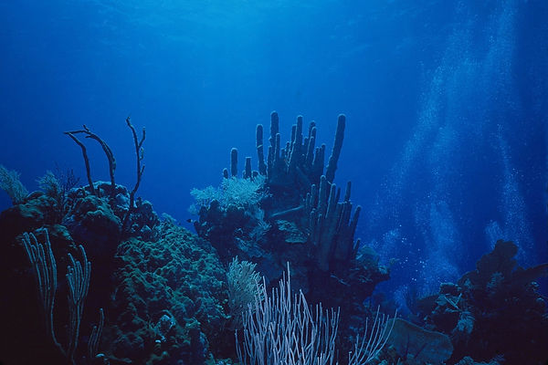 Hide and Seek | coral scene with bubbles rising in the background|| underwater | underwater life | underwater photography | underwater world | undersea | undersea life | undersea world | florida keys | florida keys life | nature | nature photography | uw photography | diving photography | scuba diving photos | scuba diving magazine | diving magazine | coral | coral reef | diver |