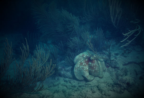Mr. Octopus | underwater | underwater life | underwater photography | underwater world | undersea | undersea life | undersea world | florida keys | florida keys life | nature | nature photography | uw photography | diving photography | scuba diving photos | scuba diving magazine | diving magazine | coral | coral reef | diver |