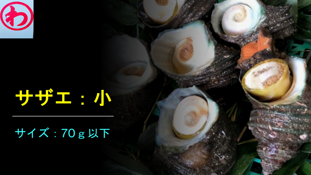 サザエ：小