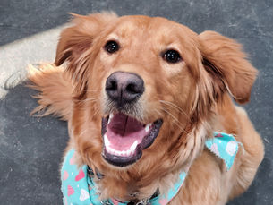 Dog Training - Is it for Everyone?