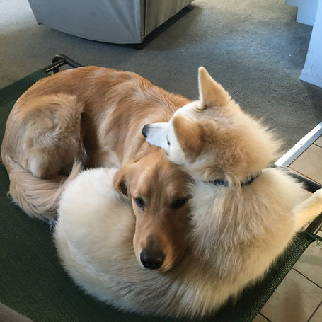Winter Games to Keep Your Dog Happy and Calm Indoors