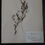 Thumbnail: Antique Herbarium. Different floral species picked in Sweden 1890-1950s.