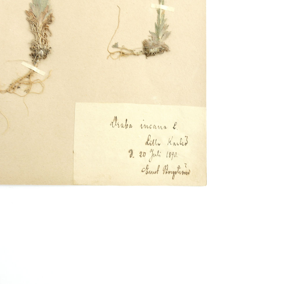 サムネイル： Antique Herbarium. Different floral species picked in Sweden 1890-1950s